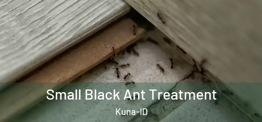  Small Black Ant Treatment Kuna-ID