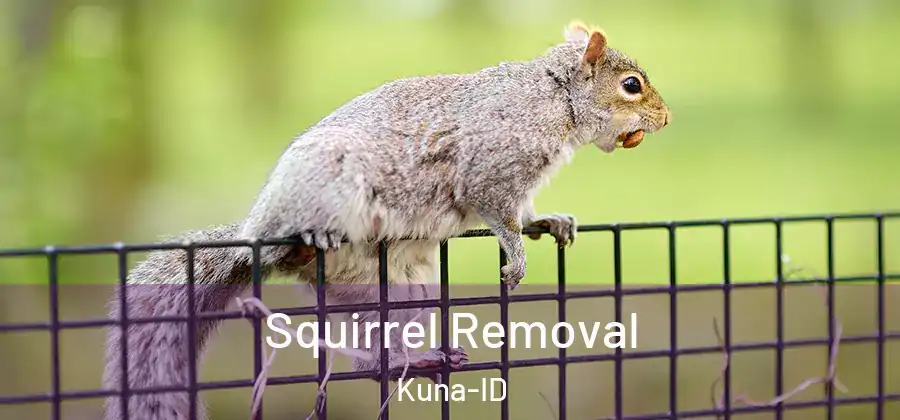 Squirrel Removal Kuna-ID