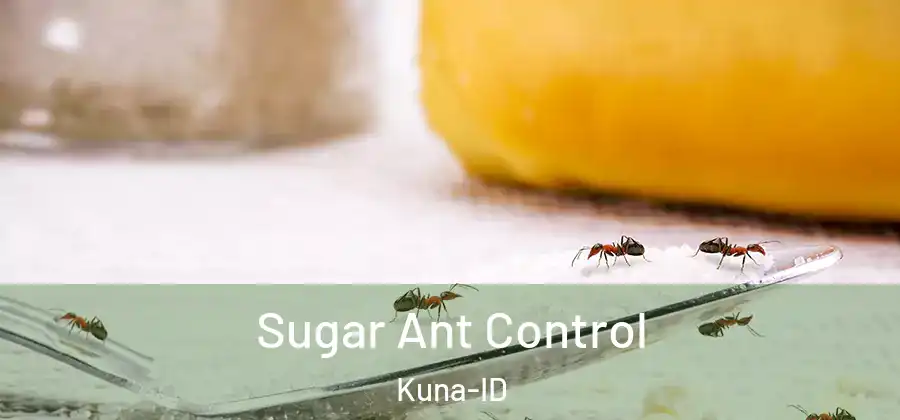 Sugar Ant Control Kuna-ID