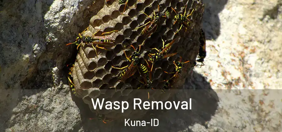 Wasp Removal Kuna-ID